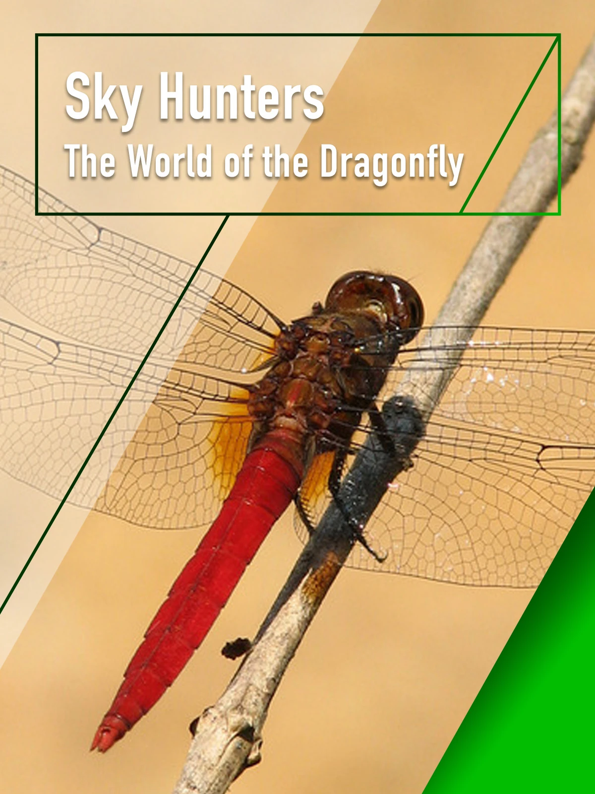 Sky Hunters - The World of Dragonfly | Sky Hunters - The World of Dragonfly (2010) Sky Hunters - The World of Dragonfly | Sky Hunters - The World of Dragonfly (2010)