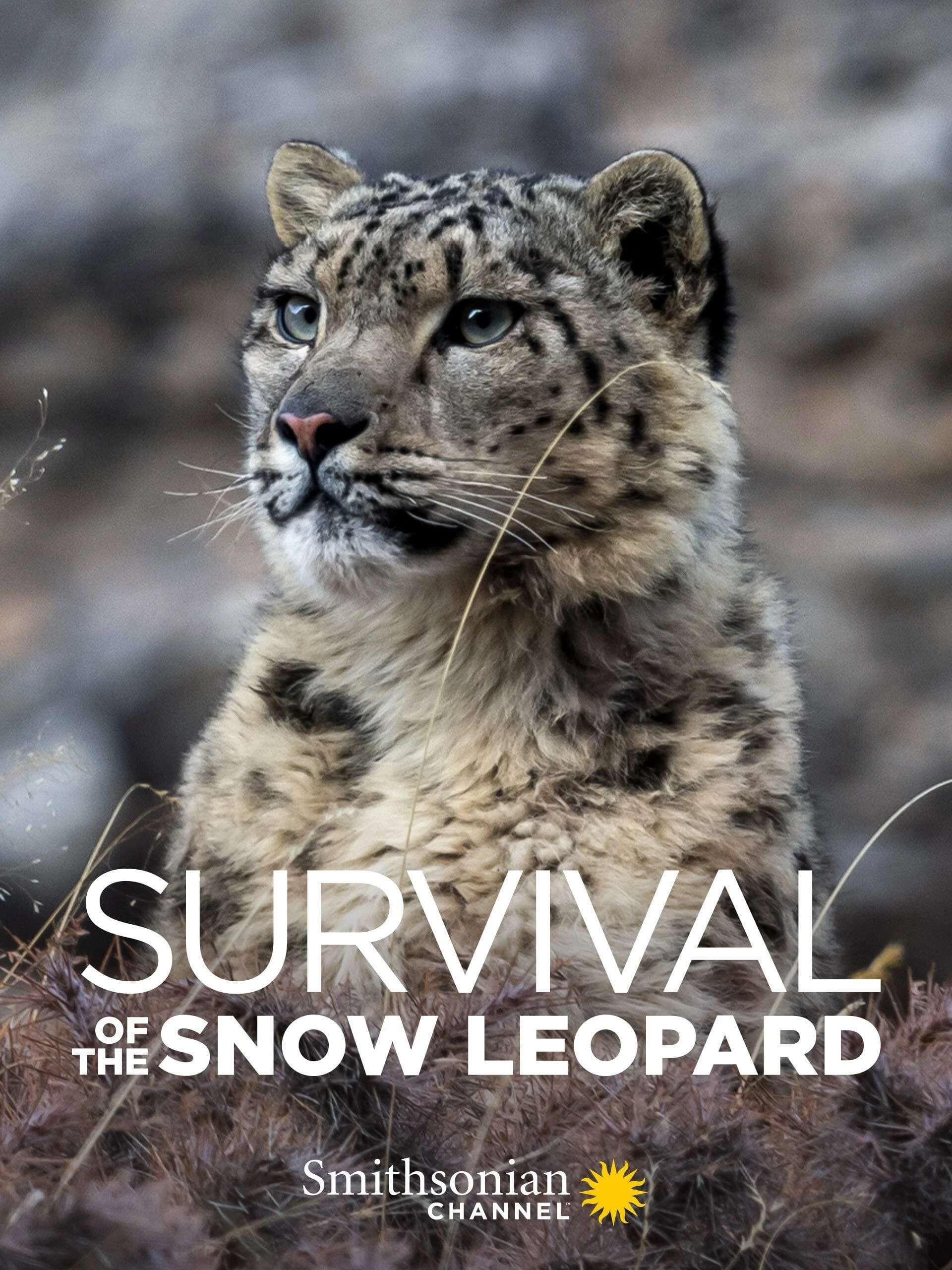 Survival Of The Snow Leopard | Survival Of The Snow Leopard (2020) Survival Of The Snow Leopard | Survival Of The Snow Leopard (2020)
